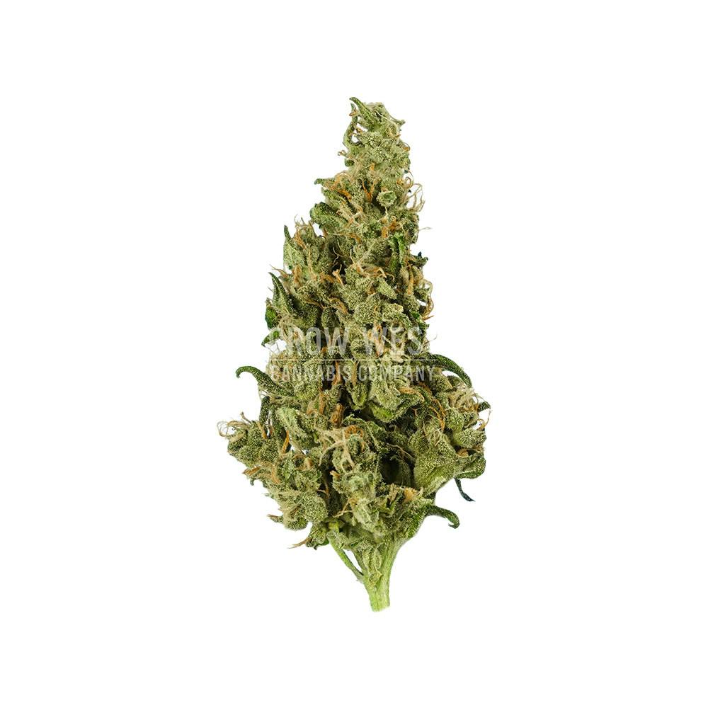 Grow West Cannabis Company - Burmese Venom | Reserve | Hand-Trimmed Flower | 7g - 1