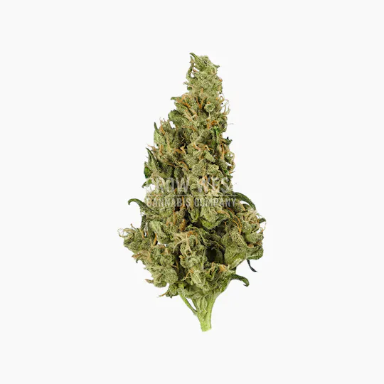 Grow West Cannabis Company - Burmese Venom | Gold | Trimmed Flower | 28g - 1