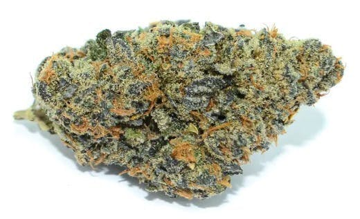 Mojo - Mojo | Jealousy | Big Buds | 14g - 1