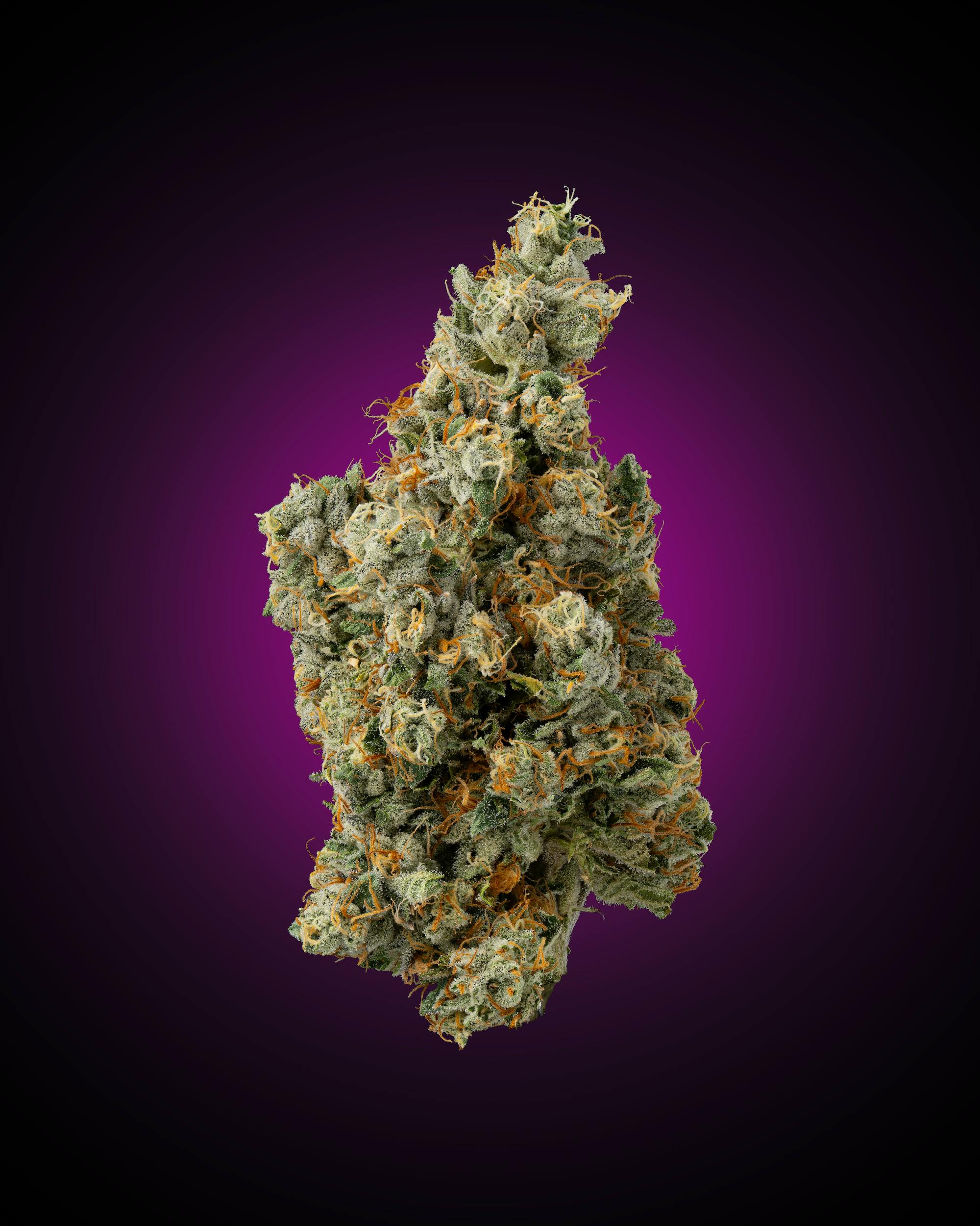 Faded Cannabis Company - Georgia Apple Pie - ( Lumpy's Apple Fritter x Georgia Pie ) - 1