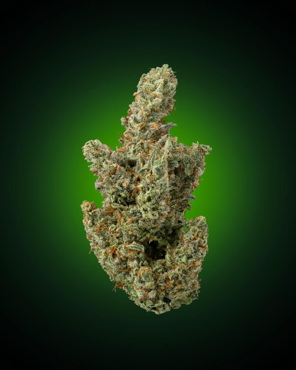 Faded Cannabis Company - Ghost Riderz - ( Gary Satan x The Ooze ) - 1