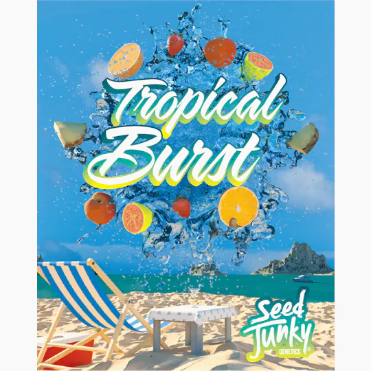 Seed Junky - Seed Junky | Tropical Burst | Flower - 1