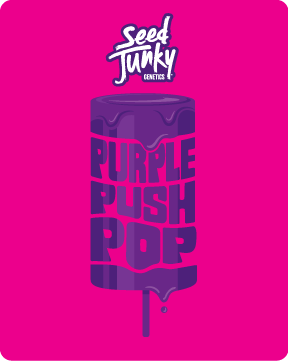 Seed Junky - Seed Junky | Purple Push Pop | Big Buds - 1