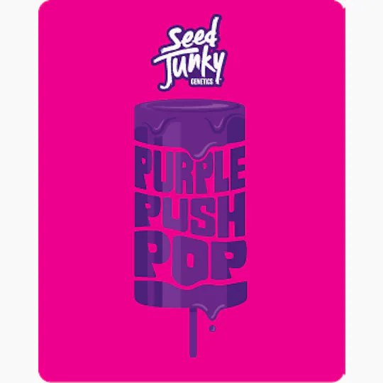Seed Junky - Seed Junky | Purple Push Pop | Big Buds - 1