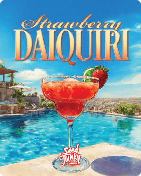 Seed Junky - Seed Junky | Strawberry Daiquiri | Flower - 1
