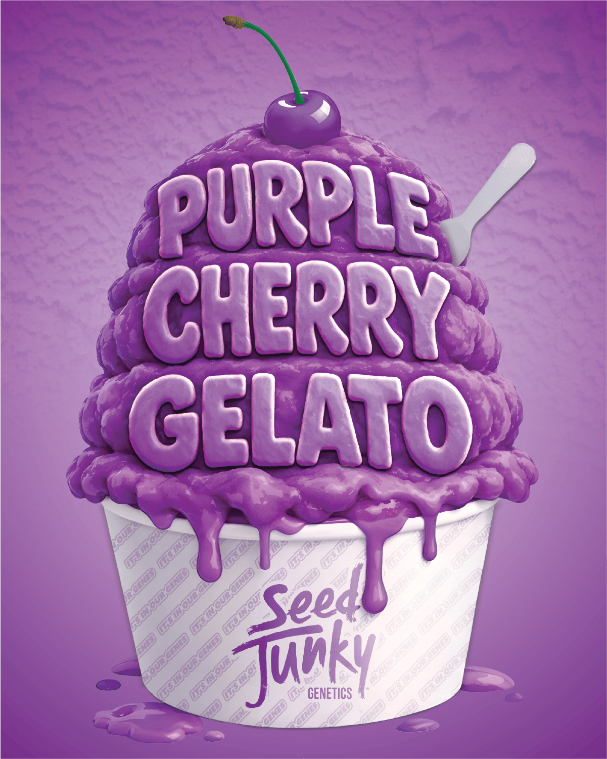 Seed Junky - Seed Junky | Purple Cherry Gelato | Big Buds - 1