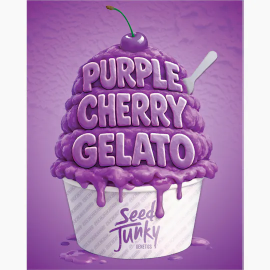 Seed Junky - Seed Junky | Purple Cherry Gelato | Big Buds - 1