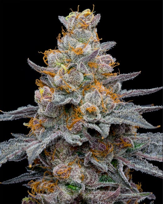 Ball Family Farms - Ball Family Farms - 4g - The Bride - 1