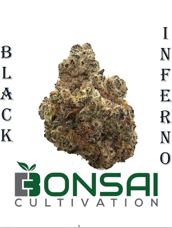 Bonsai Cultivation - Bonsai Cultivation | Black Inferno | Flower - 1