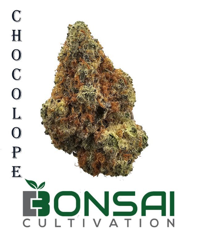 Bonsai Cultivation - Bonsai Cultivation | Chocolope | Flower - 1