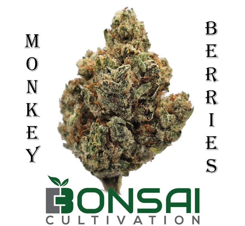 Bonsai Cultivation - Bonsai Cultivation | Monkey Berries | Flower - 1
