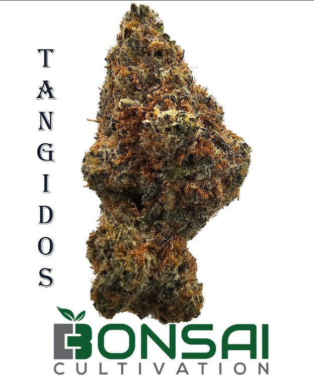 Bonsai Cultivation - Bonsai Cultivation | Tangidos | Flower - 1