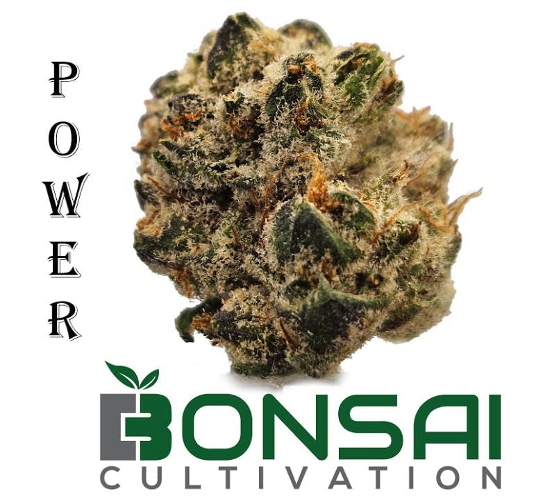 Bonsai Cultivation - Bonsai Cultivation | Power | Flower - 1