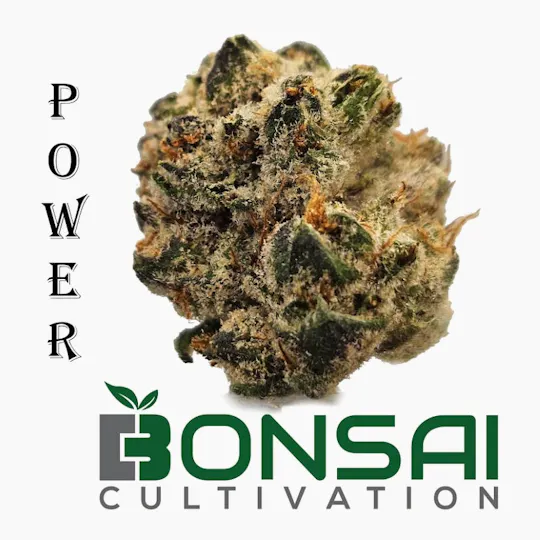 Bonsai Cultivation - Bonsai Cultivation | Power | Flower - 1