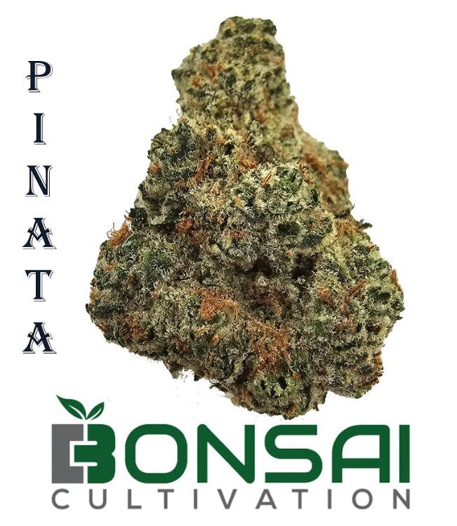 Bonsai Cultivation - Bonsai Cultivation | Pinata | Flower - 1