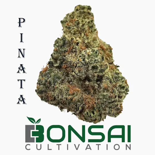 Bonsai Cultivation - Bonsai Cultivation | Pinata | Flower - 1