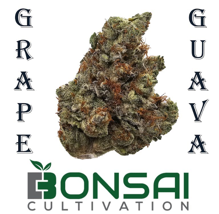 Bonsai Cultivation - Bonsai Cultivation | Grape Guava | Flower - 1