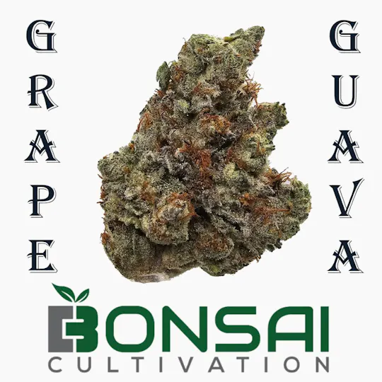 Bonsai Cultivation - Bonsai Cultivation | Grape Guava | Flower - 1