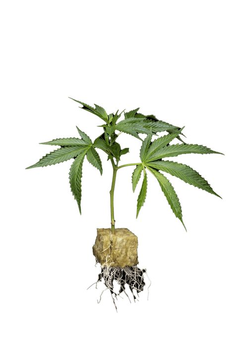 Kaprikorn - Kaprikorn | Lemon Cherry Sherbet | Clone - 1