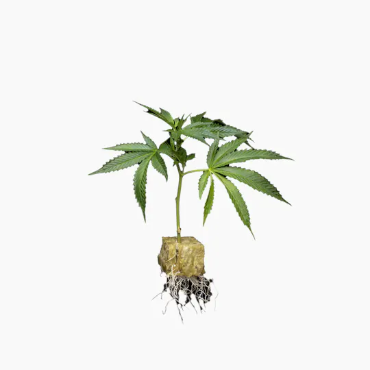 Kaprikorn - Kaprikorn | Illemonatti | Clone - 1