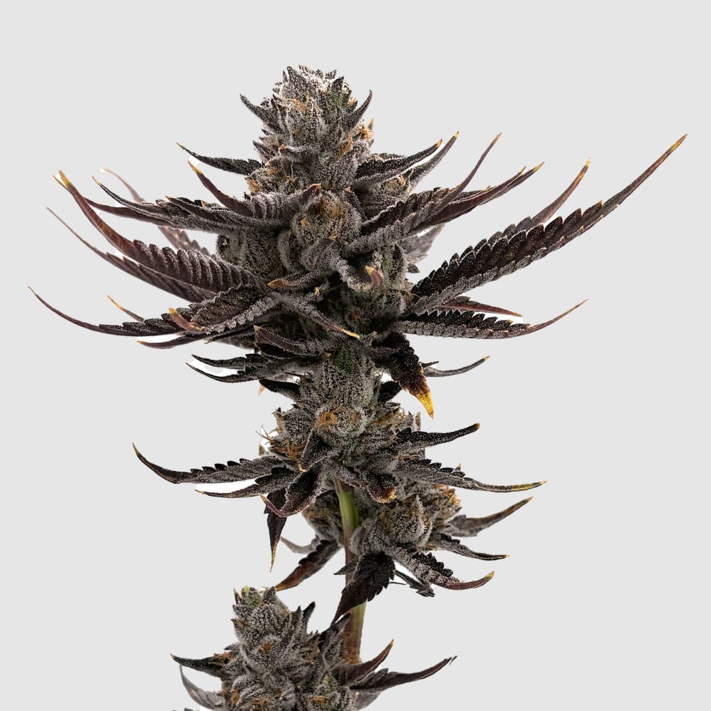 F5 Farms - F5 Farms | Ice Water (H) | Infused Joint | 0.8g - 1