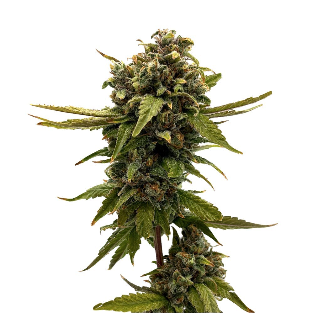 F5 Farms - F5 Farms | Frakenbury (S) | Joint | 1g - 1