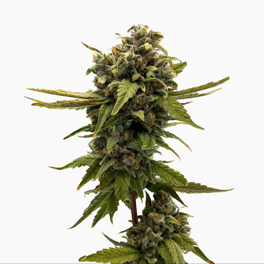 F5 Farms - F5 Farms | Frakenbury (S) | Joint | 1g - 1