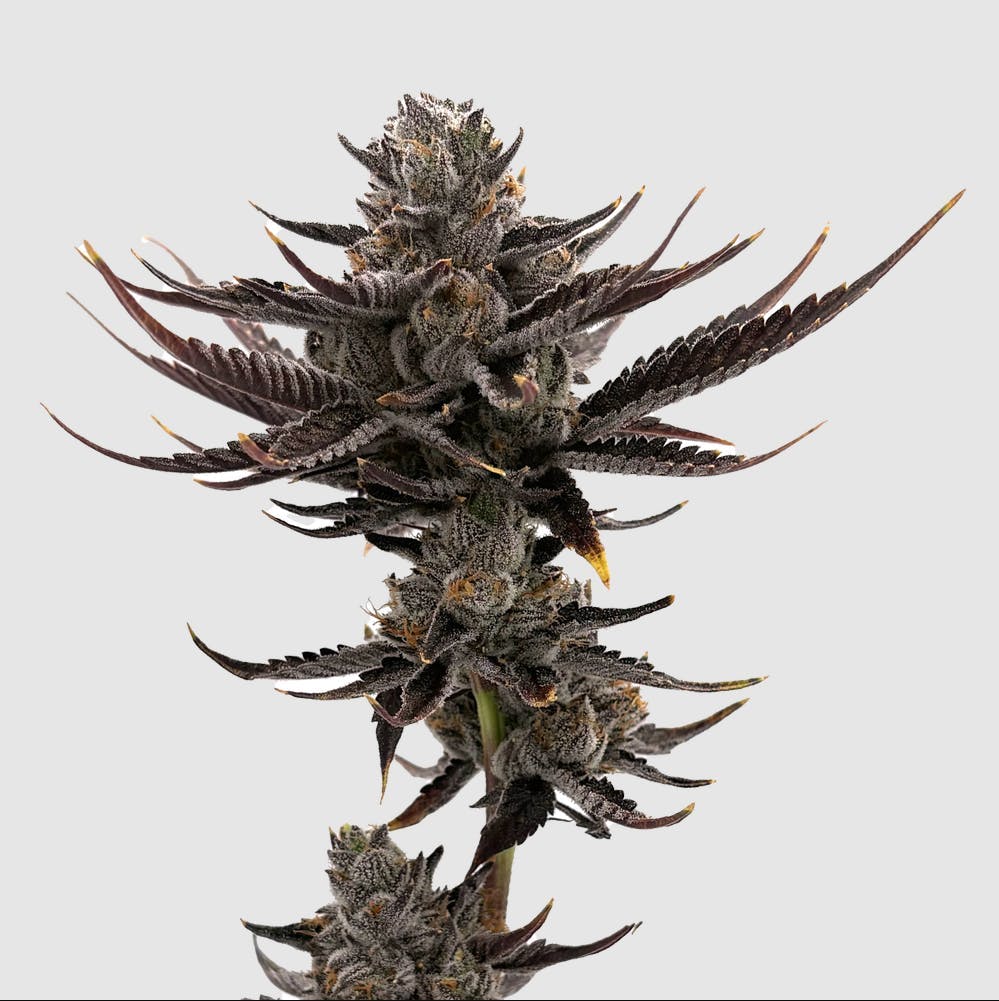 F5 Farms - F5 Farms | Punch Bucket (H) | Joint | 1g - 1