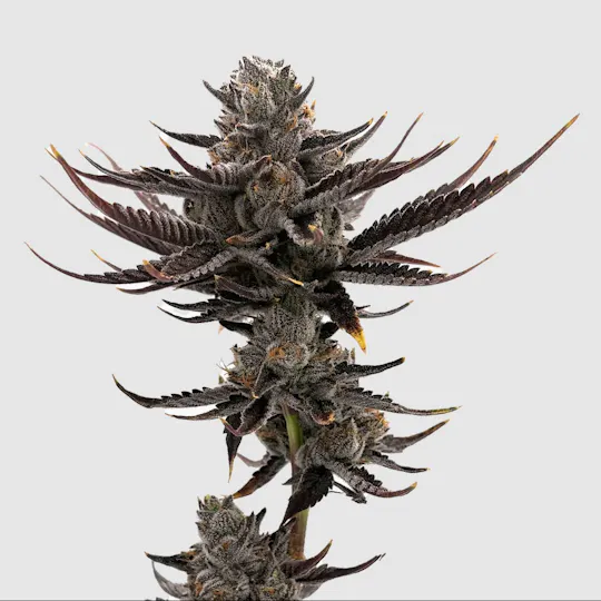 F5 Farms - F5 Farms | Punch Bucket (H) | Joint | 1g - 1