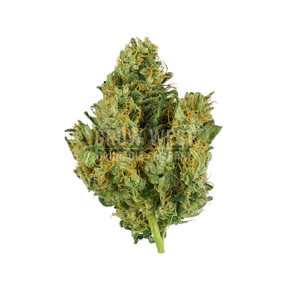 Grow West Cannabis Company - Mojave Green | Premium | Hand-Trimmed Flower | 7g - 1