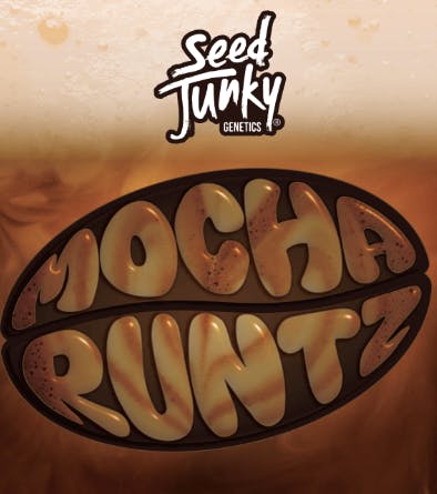 Seed Junky - Seed Junky | Mocha Runtz | Big Buds | 3.5g - 1