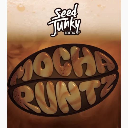 Seed Junky - Seed Junky | Mocha Runtz | Big Buds | 3.5g - 1