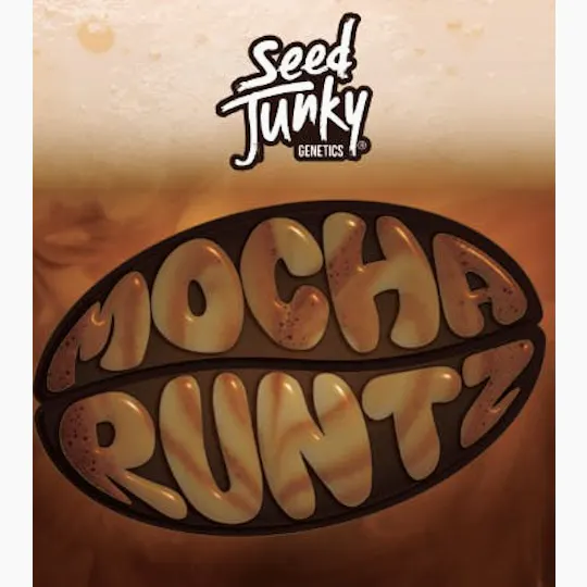 Seed Junky - Mocha Runtz | Big Buds | 3.5g - 1