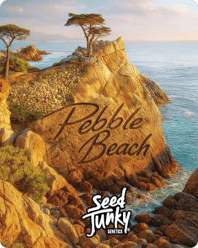 Seed Junky - Seed Junky | Pebble Beach | Big Buds | 7g - 1