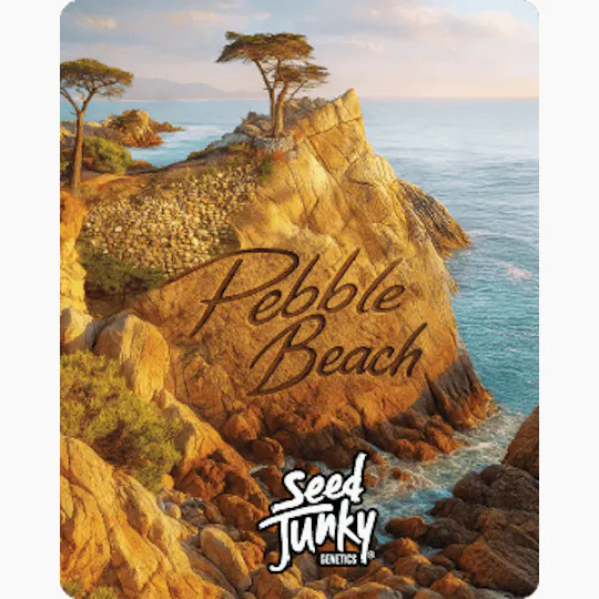 Seed Junky - Seed Junky | Pebble Beach | Big Buds | 7g - 1