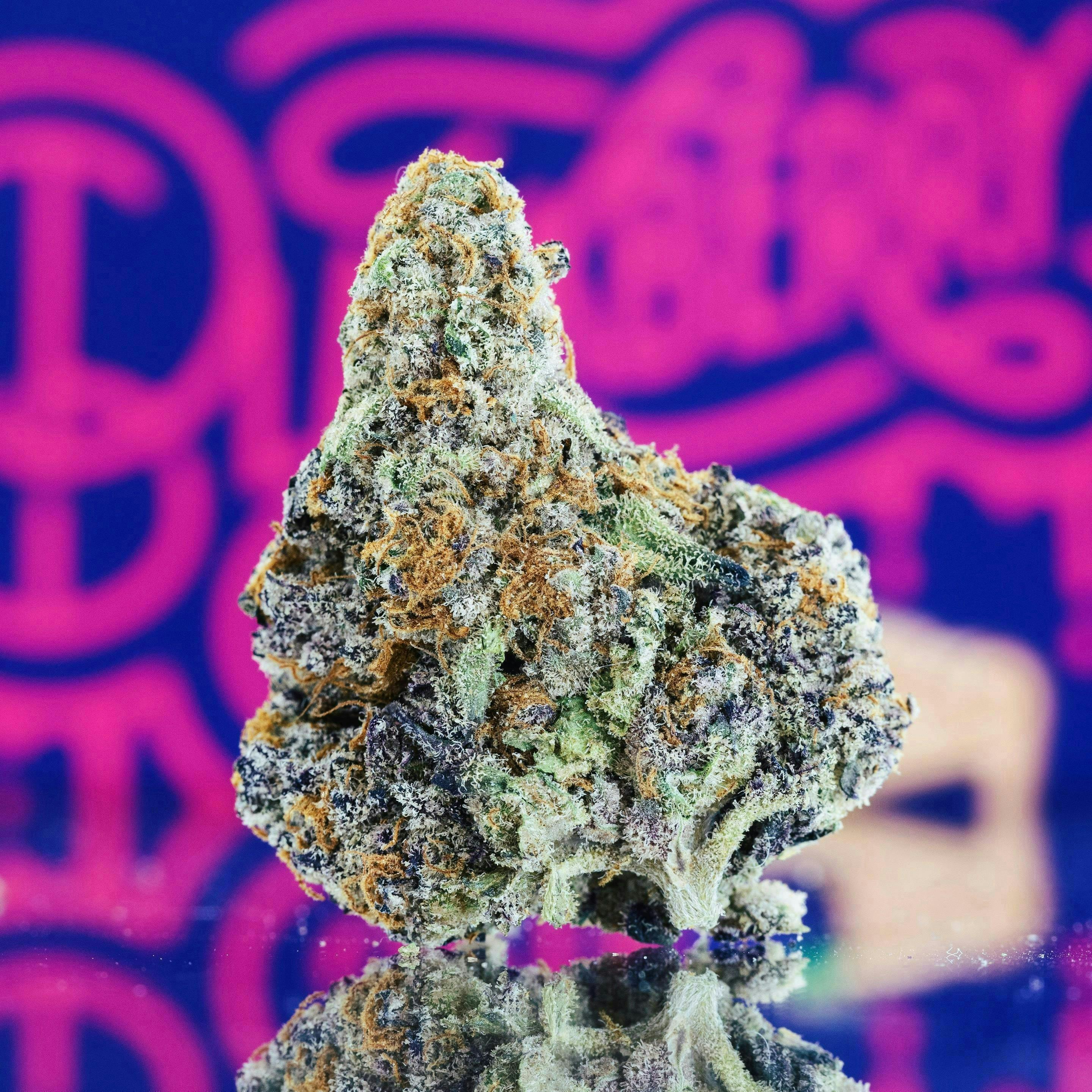 Seed Junky - Blackberry Pie | Minis | 0.5g each | 7pk - 1