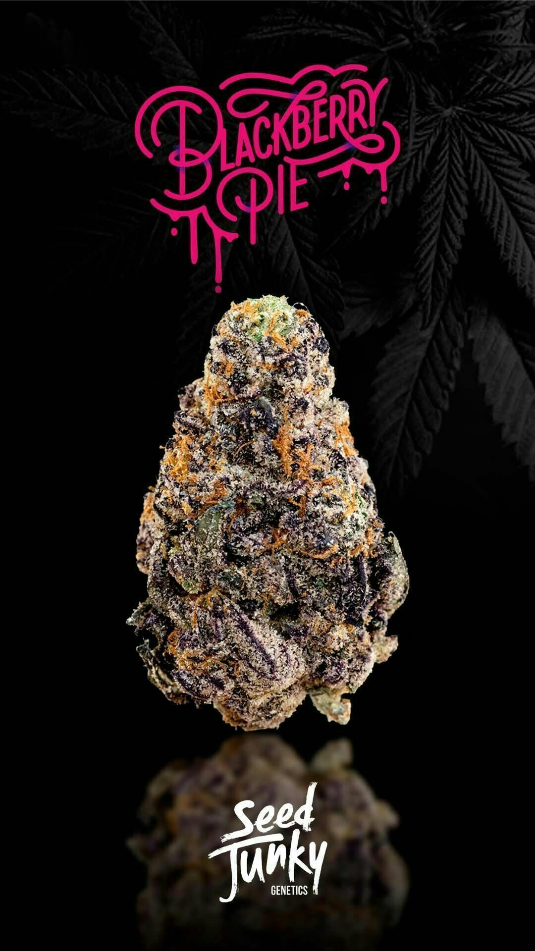 Seed Junky - Seed Junky | Blackberry Pie | Smalls | 14g - 1