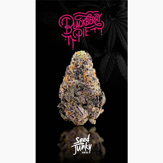 Seed Junky - Seed Junky | Blackberry Pie | Smalls | 14g - 1