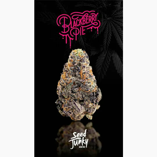 Seed Junky - Blackberry Pie | Smalls | 14g - 1