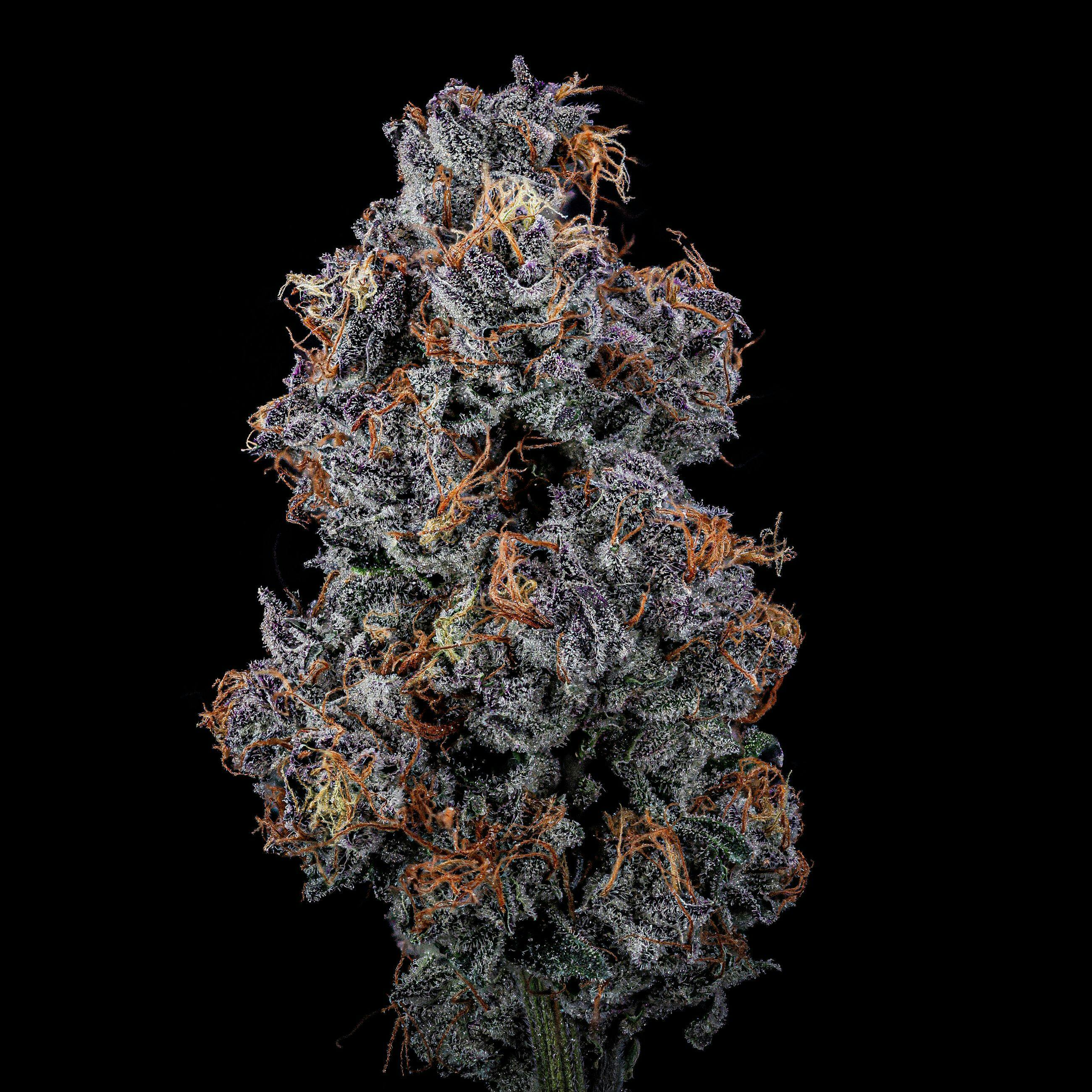 Wood Wide - Wood Wide | Viper Cookies | 3.5g - 1
