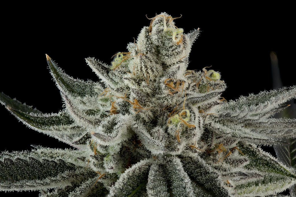 P37 - P37 | Cherry Air Nodz | Flower - 1