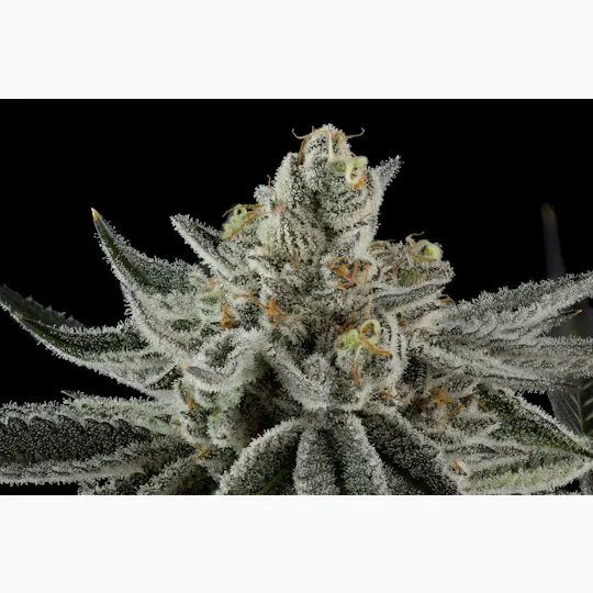 P37 - P37 | Cherry Air Nodz | Flower - 1