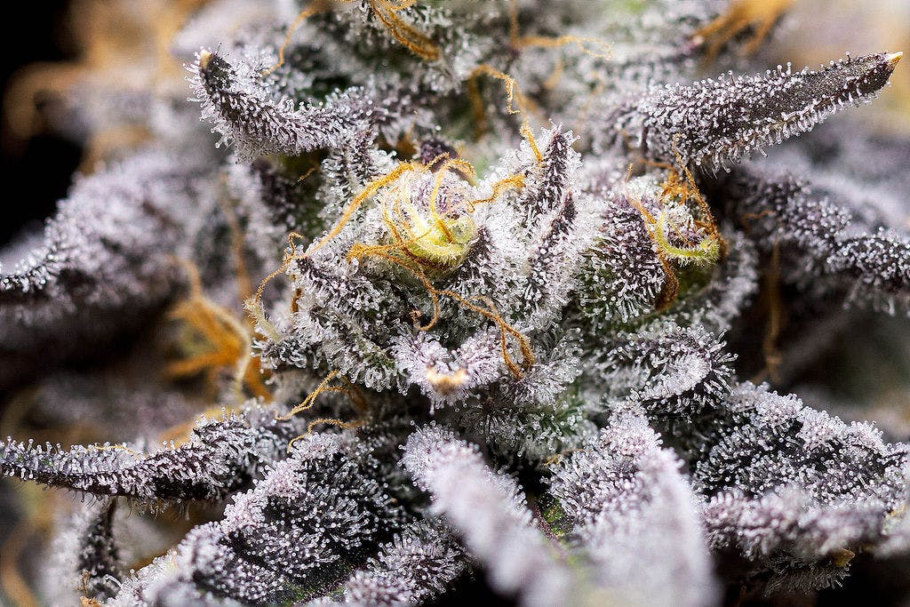 P37 - P37 | Fat Albert | Flower - 1