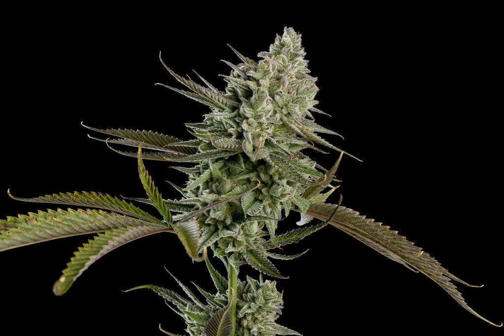 P37 - P37 | Rainbow Pebbles | Flower - 1