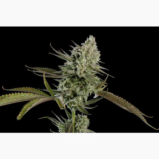 P37 - P37 | Rainbow Pebbles | Flower - 1