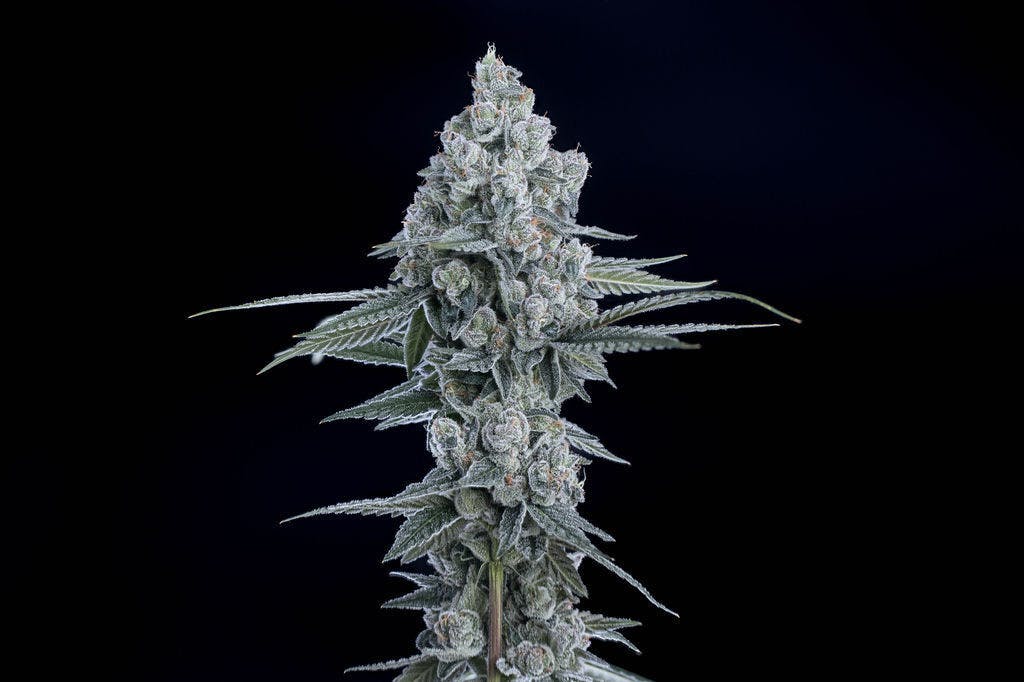 P37 - P37 | 10 G's | Flower - 1