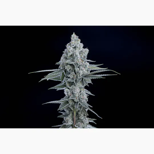 P37 - P37 | 10 G's | Flower - 1