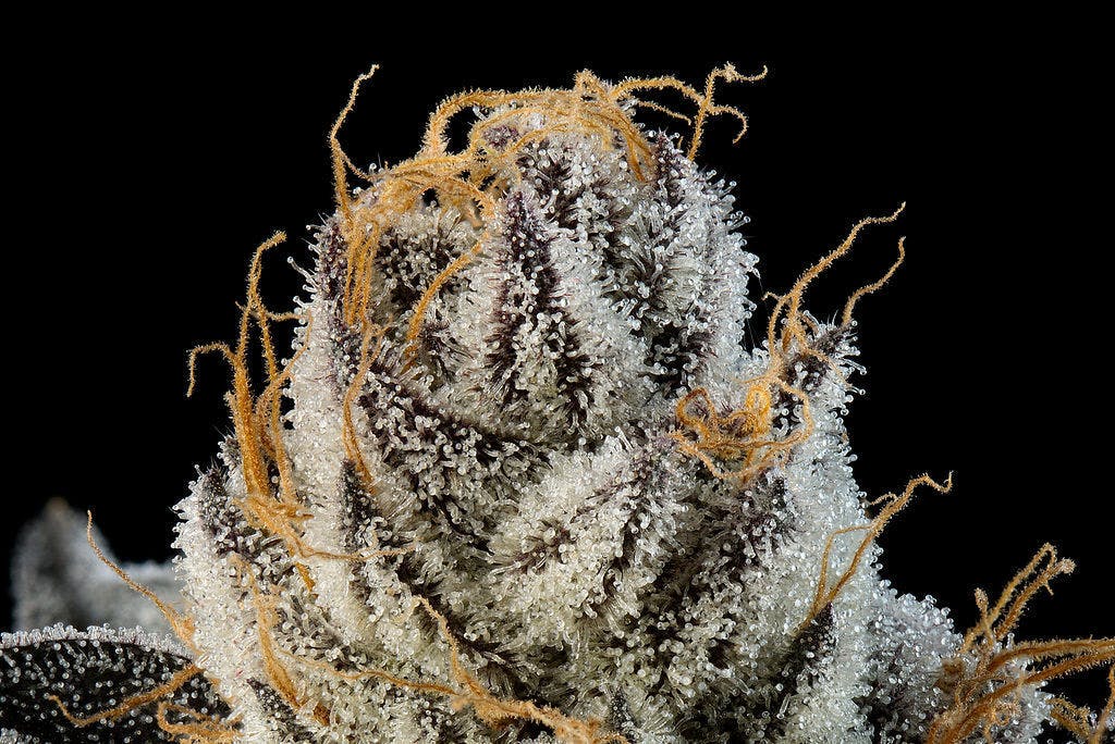 P37 - P37 | Space Lube | Flower - 1