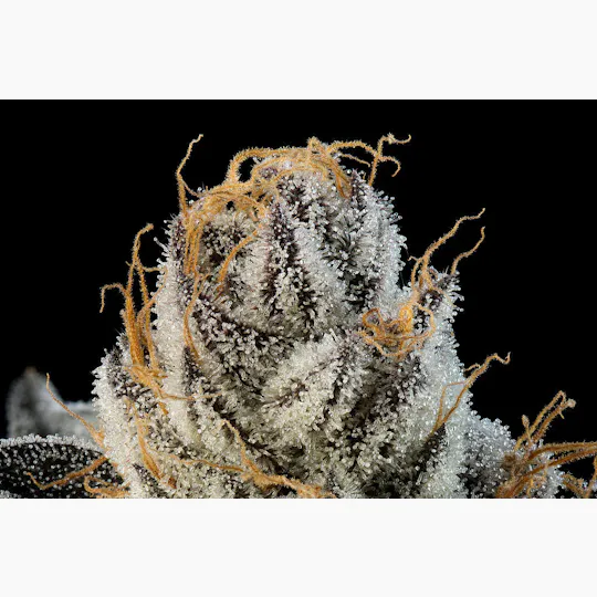 P37 - P37 | Space Lube | Flower - 1