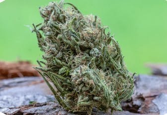 Farm Cut - Farm Cut x Whitethorn Valley Farm | Citrine Dream | Big Buds | 7.5g - 1